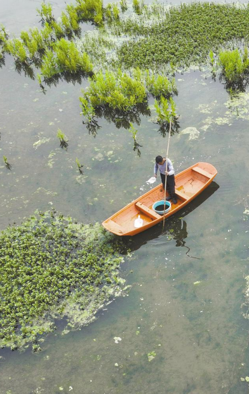 湖南常宁：大力发展 “水稻+”生态特色农业